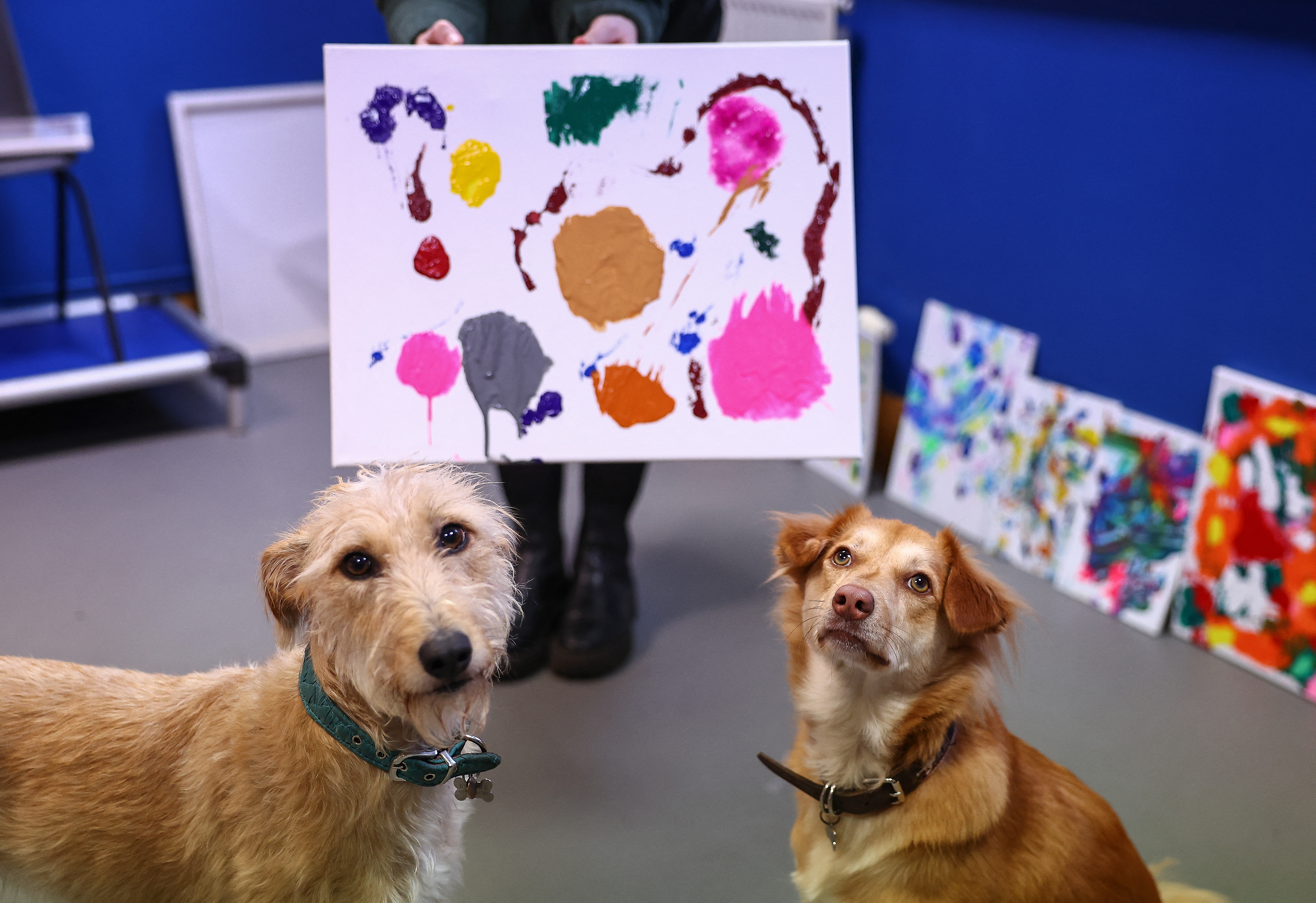 Perros abandonados se convierten en artistas para asociación benéfica británica