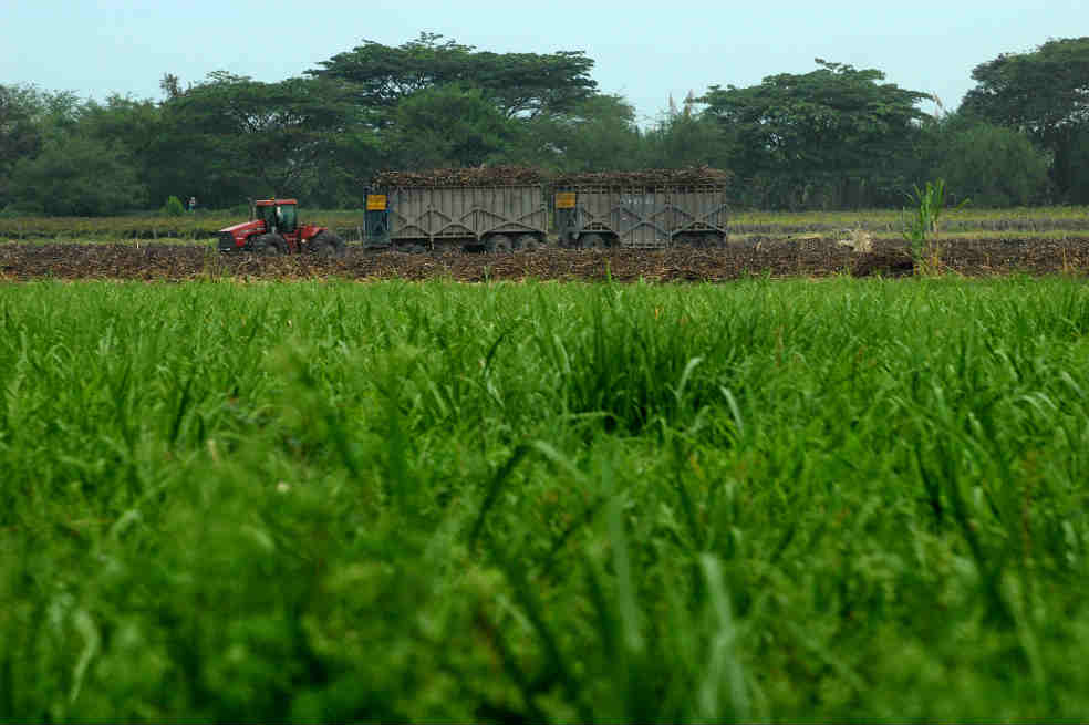 Sector azucarero en constante amenaza