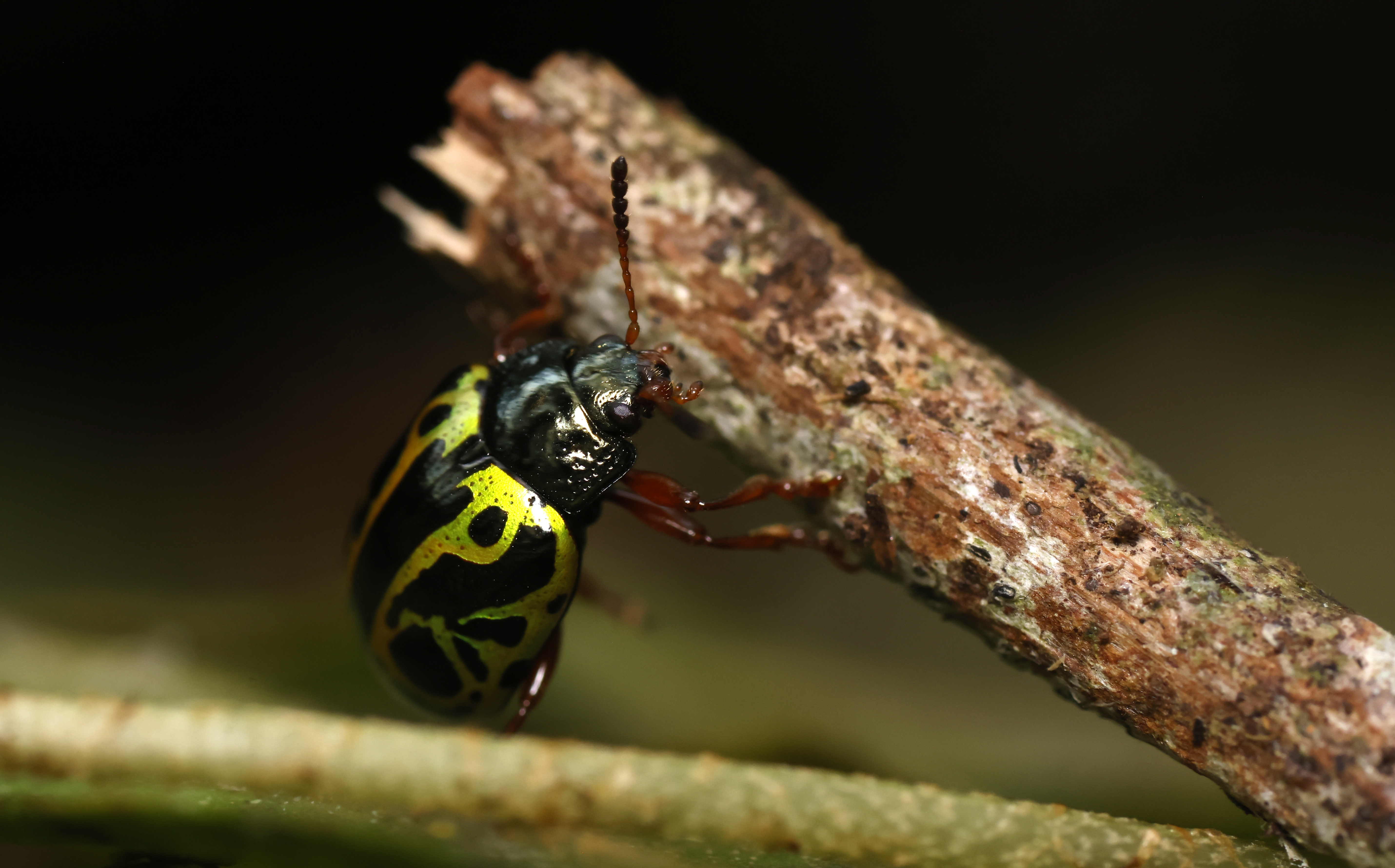 En la COP16 se lanzó el primer Atlas Global de Ecosistemas, ¿de qué se trata?