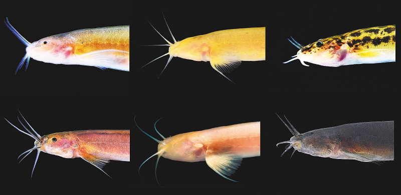 Peces ciegos que viven en cuevas: un misterio evolutivo