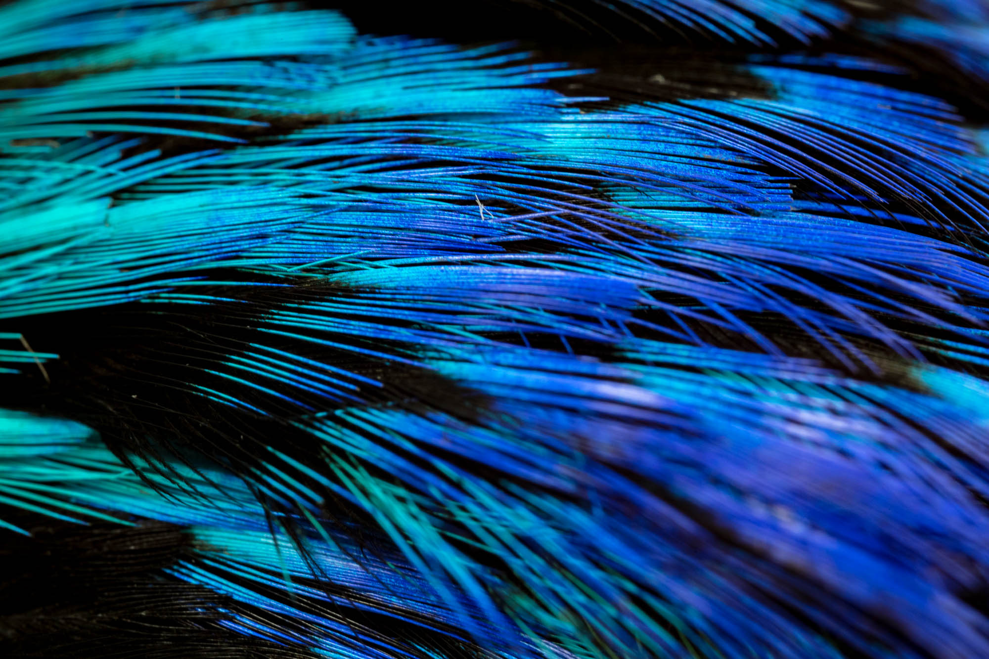 En las colecciones de aves también se conservan partes individuales como su plumaje o alas para su estudio.