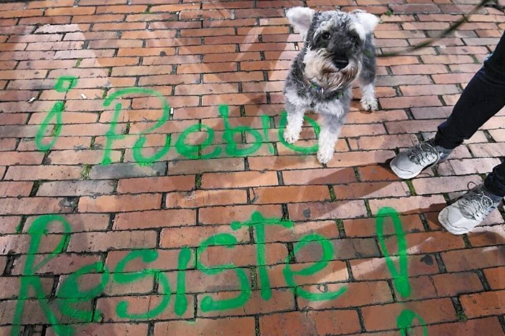 ¿Cómo proteger a las mascotas en marchas y cacerolazos?
