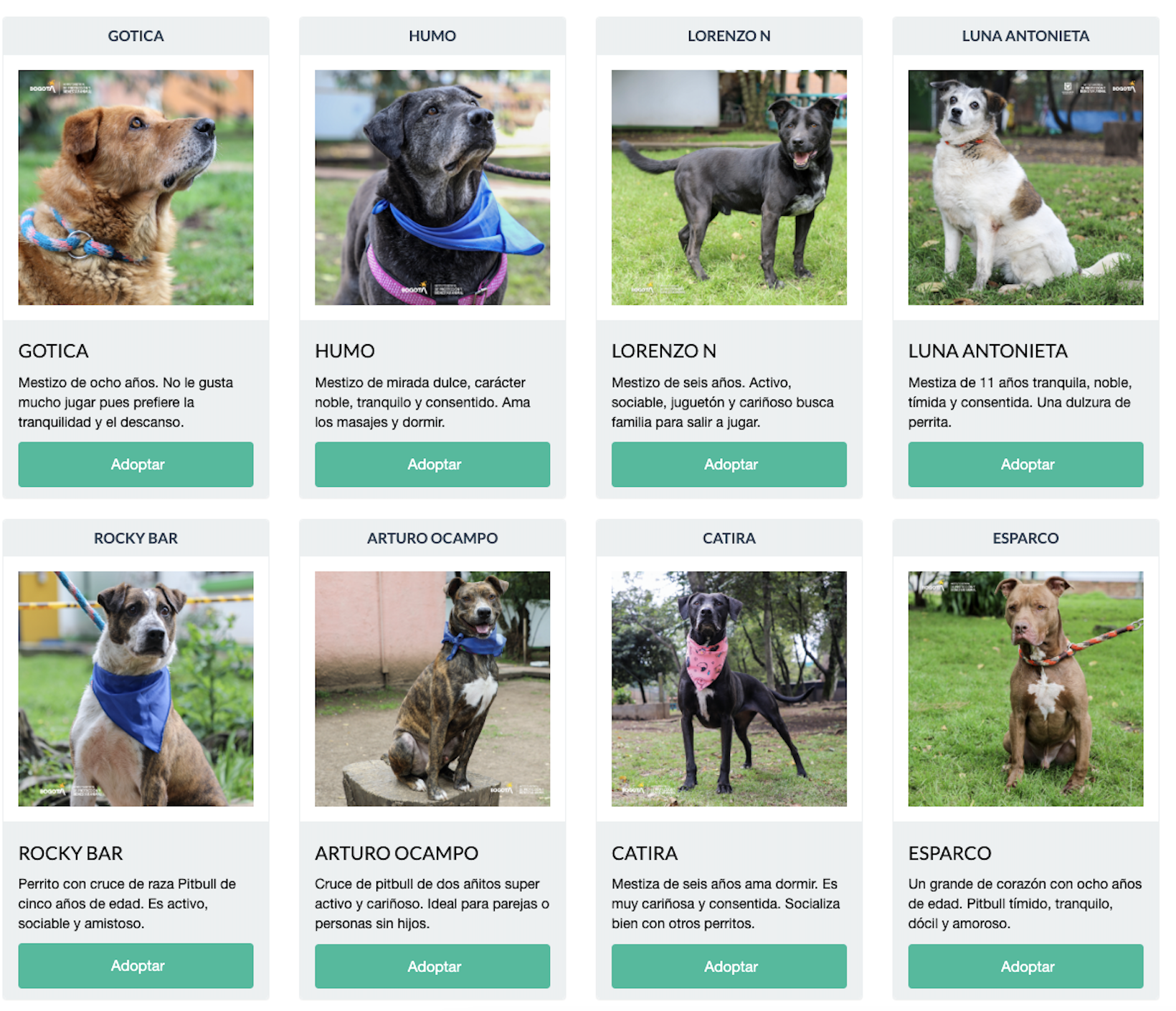 Además de visualizar la imagen de las mascotas en adopción, también podrá hacer una búsqueda especializada con las características que prefiere.