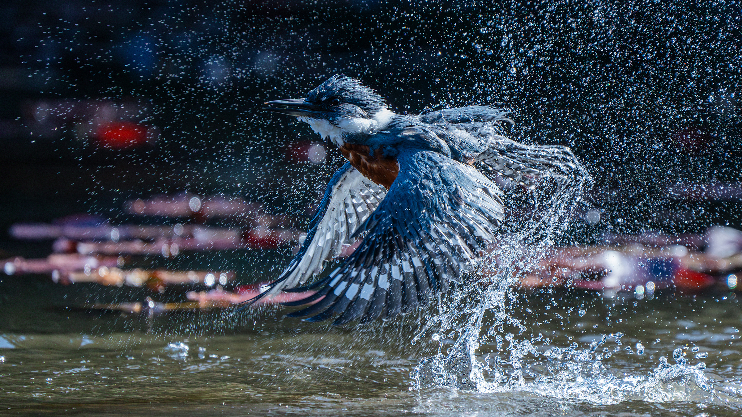 Fotografiar aves para impulsar la conservación en Colombia