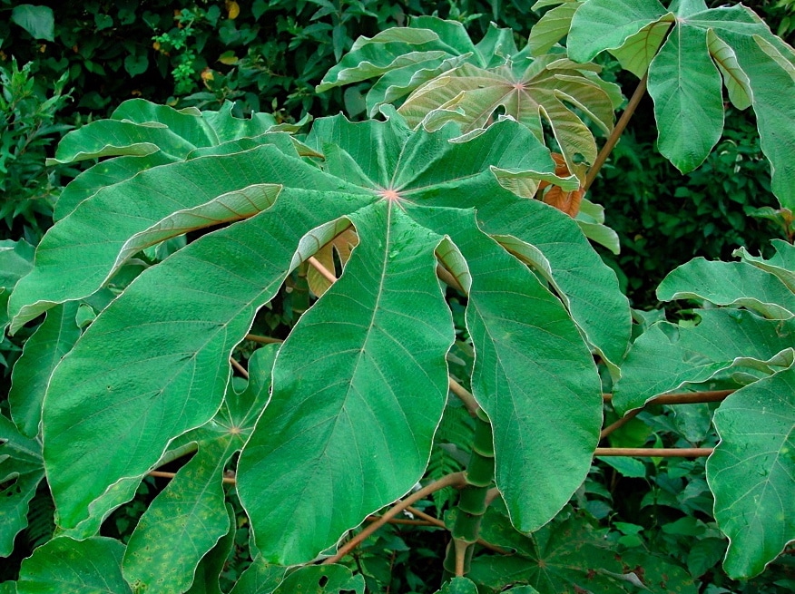 ¿Para qué sirve el yarumo? Variedades, beneficios y usos de este árbol popular de América