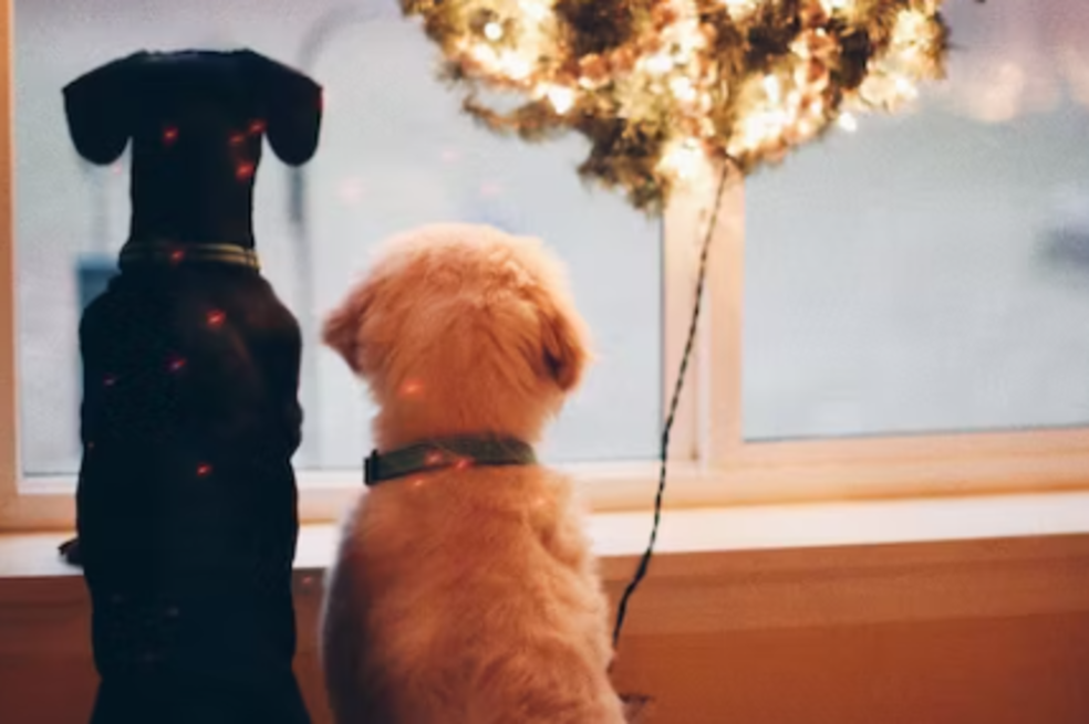 Guía para que su mascota no sufra con la pólvora en diciembre
