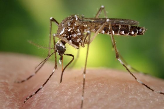 Verdades y mentiras sobre el zika