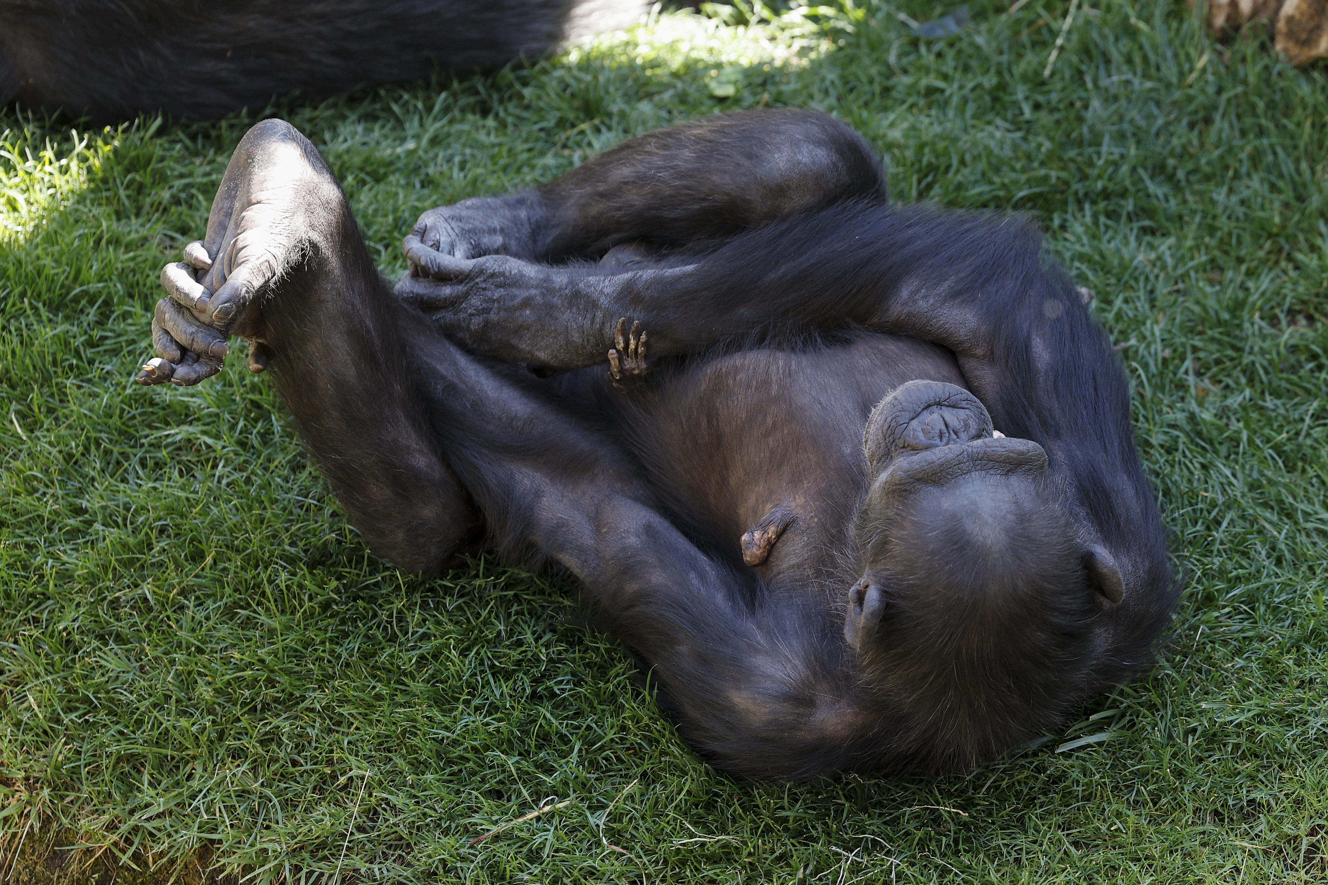 Chimpancé Natalia conmueve con su historia: no abandona a su cría que murió hace meses