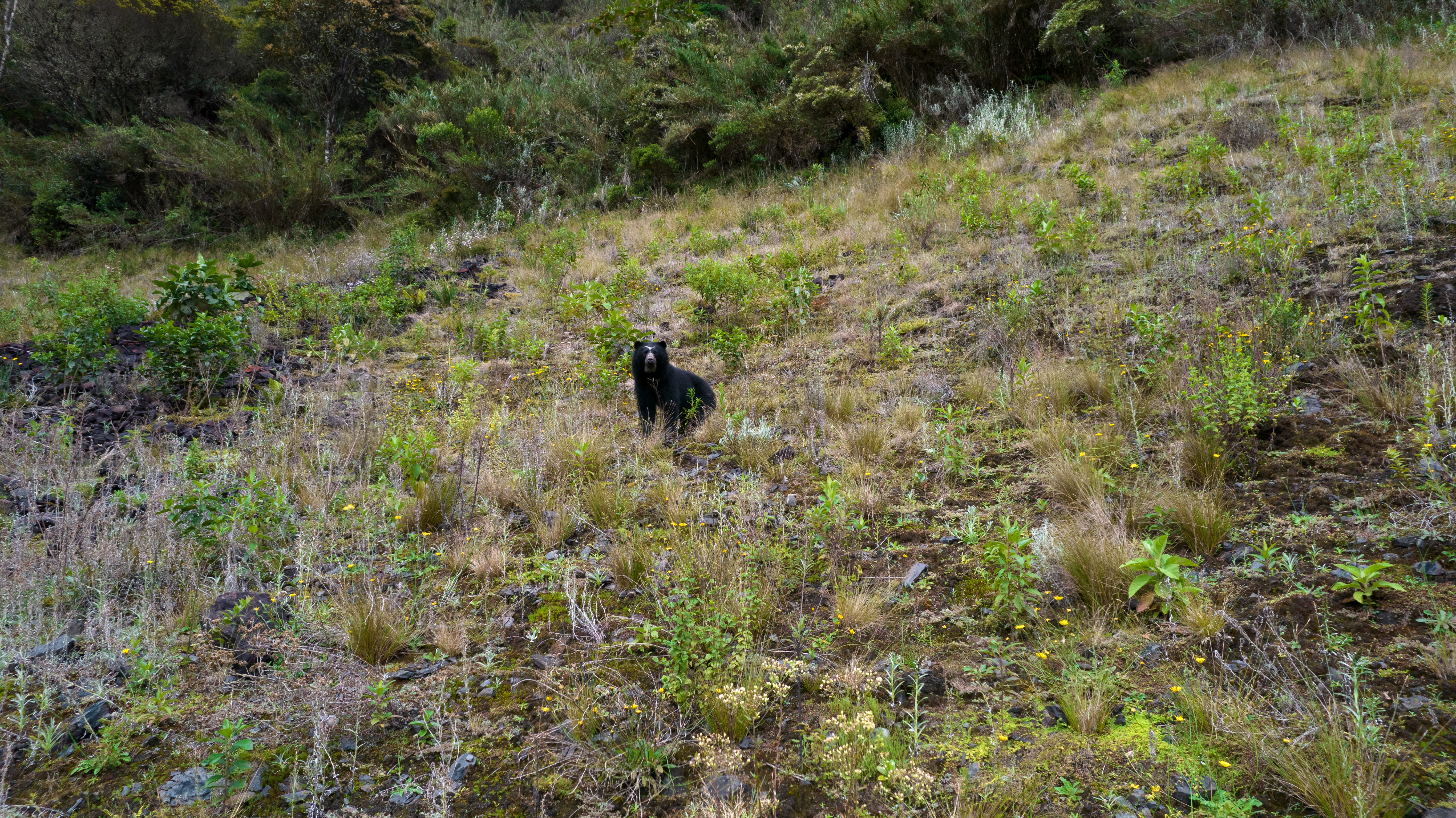 El Oso transita por zonas del embalse en las que antes había agua.