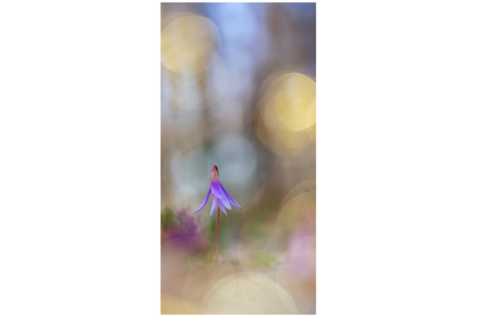 “Ballerina” de Henrik Spranz, tercer puesto en Plantas y Hongos.