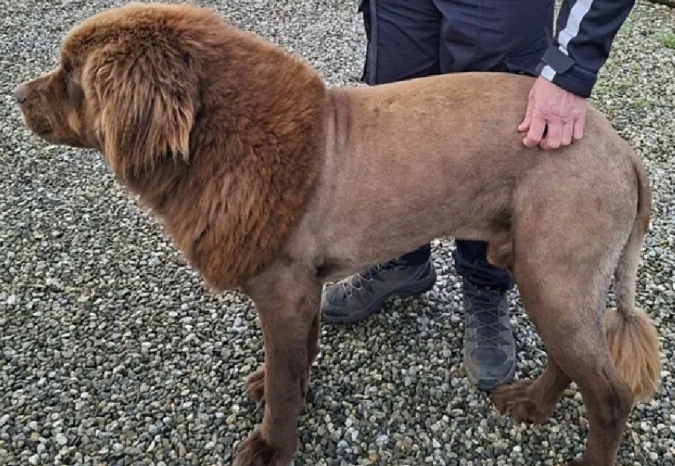 El “león” que asustó a la policía de Irlanda resultó ser un perro llamado Mouse