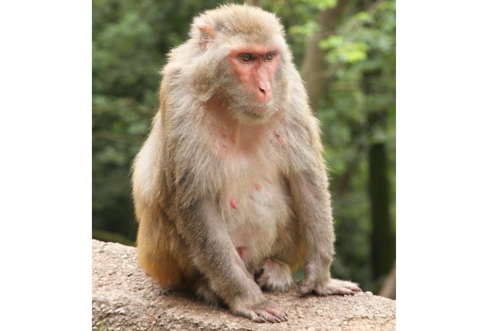Por primera vez encuentran que un animal no humano siente el latido de su corazón