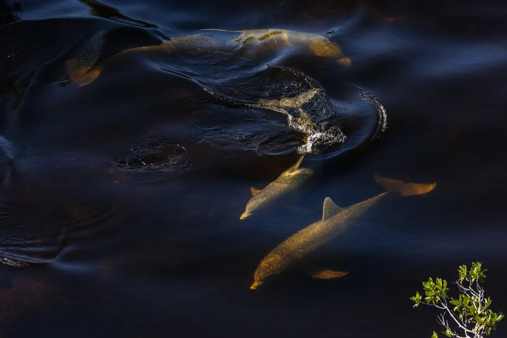 Foraging Bottlenose Dolphins: Un grupo de delfines mulares busca activamente alimento en los arroyos bordeados de manglares de Shark River Slough, en el sur de los Everglades, Florida.