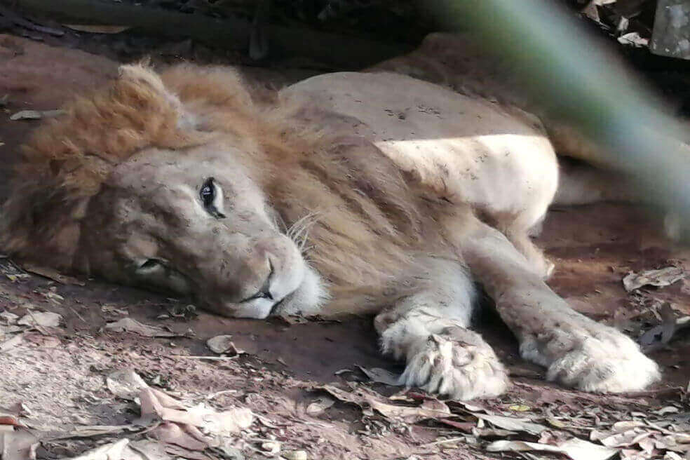 Al león Júpiter le fueron diagnosticadas siete patologías y está en estado crítico