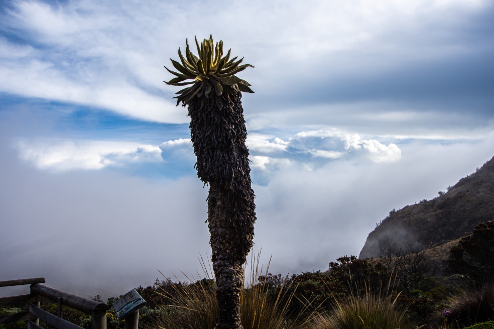 Cuatro de los cinco pozos que quiere explorar la CHEC están a menos de un kilómetro del Parque Nacional Natural Los Nevados.