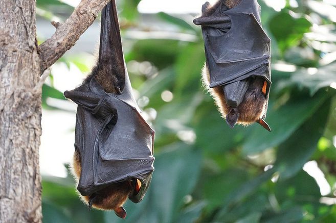 Estas son las especies de animales que aún son estudiadas por ser un posible vector del COVID-19