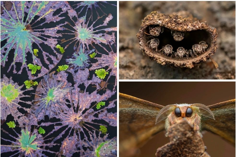 En fotos: estos son los ganadores del concurso Fotógrafo de Primer Plano del Año