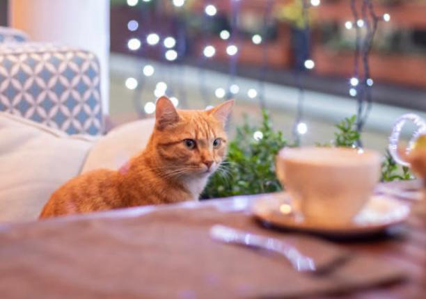 The Coffe Michi: el café y refugio de gatos rescatados en el sur de Bogotá