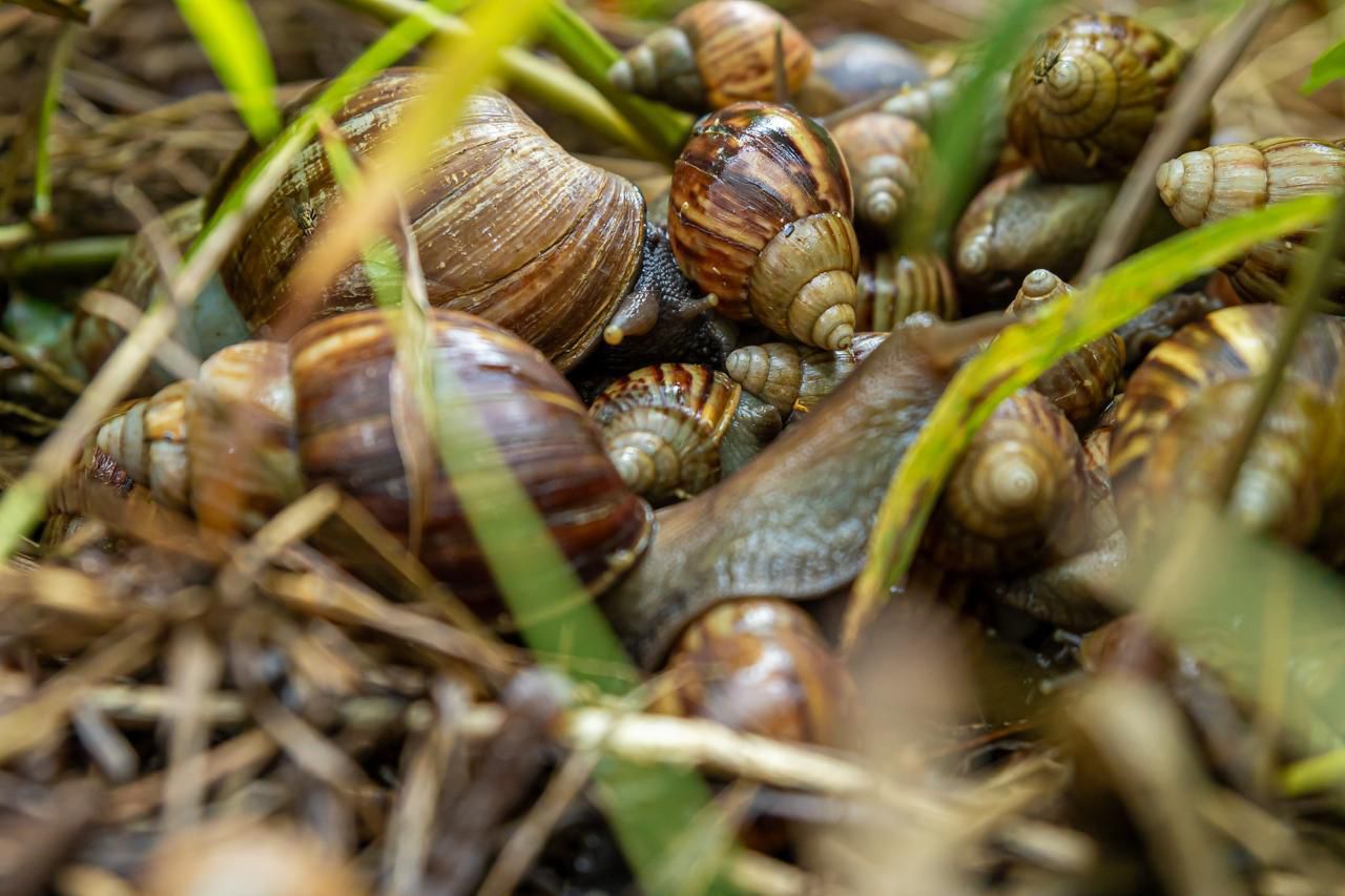 Estos son algunos de los caracoles africanos.