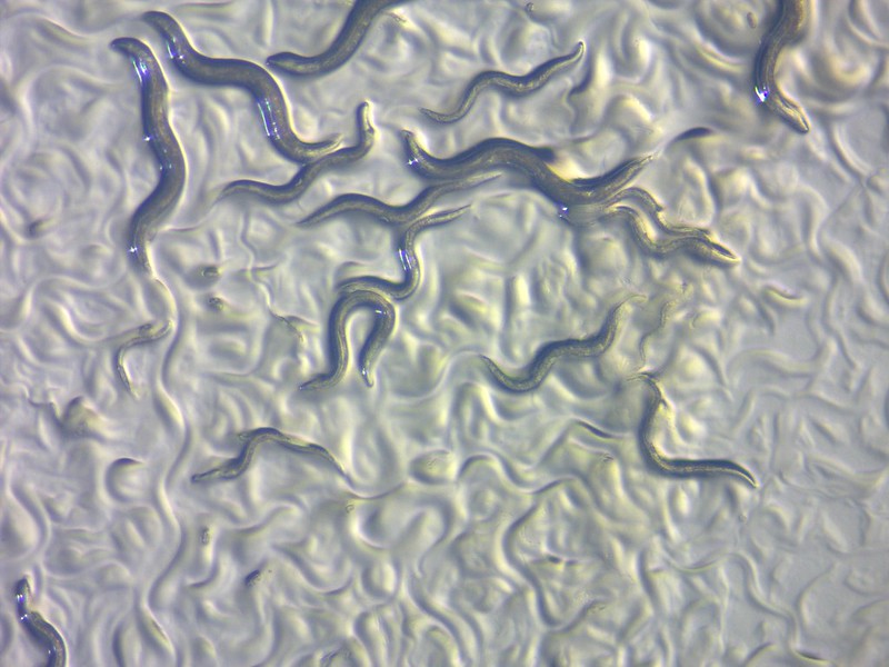 A estos gusanos también les da “hambre” tras exponerse a un compuesto del cannabis