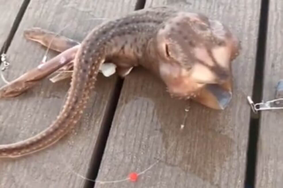 Usuaria de Tik Tok capta a un «Demogorgon» cuando pescaba en Nueva York