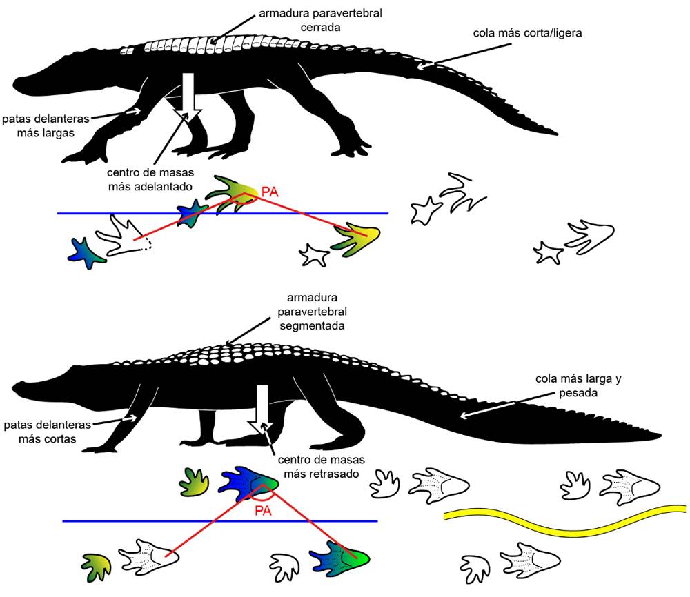Diferencias entre un Crocodylopodus (arriba) y un cocodrilo actual (abajo).