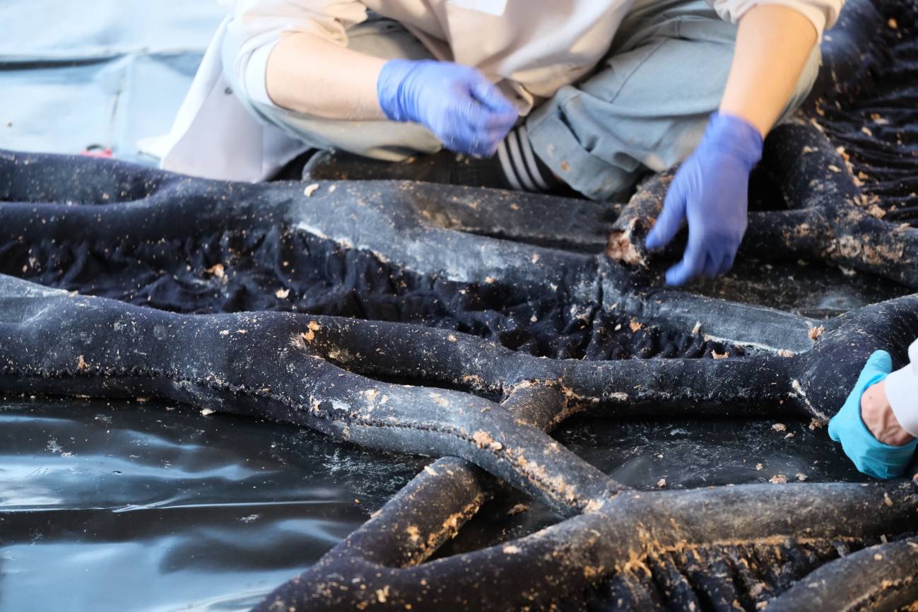 Científicos crearon un material a base de hongos que podría servir para construir