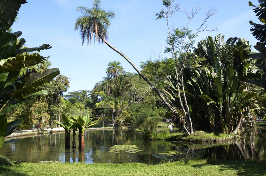 El Jardín Botánico de Río de Janeiro, fundado en 1808, es uno de los centros botánicos más importantes del mundo. Y es que además de su valor científico y de conservación, ofrece diversas experiencias para el público, como visitas guiadas, recorridos nocturnos y rutas temáticas autoguiadas que abordan la historia, la biodiversidad, la cultura indígena y africana, la evolución de las plantas y la protección de especies en peligro, consolidándose como un espacio donde naturaleza, ciencia y patrimonio cultural se entrelazan.