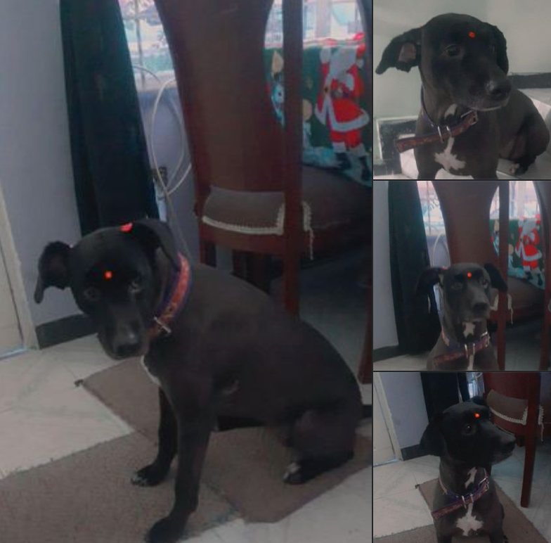 Canina perdida en Bogotá.