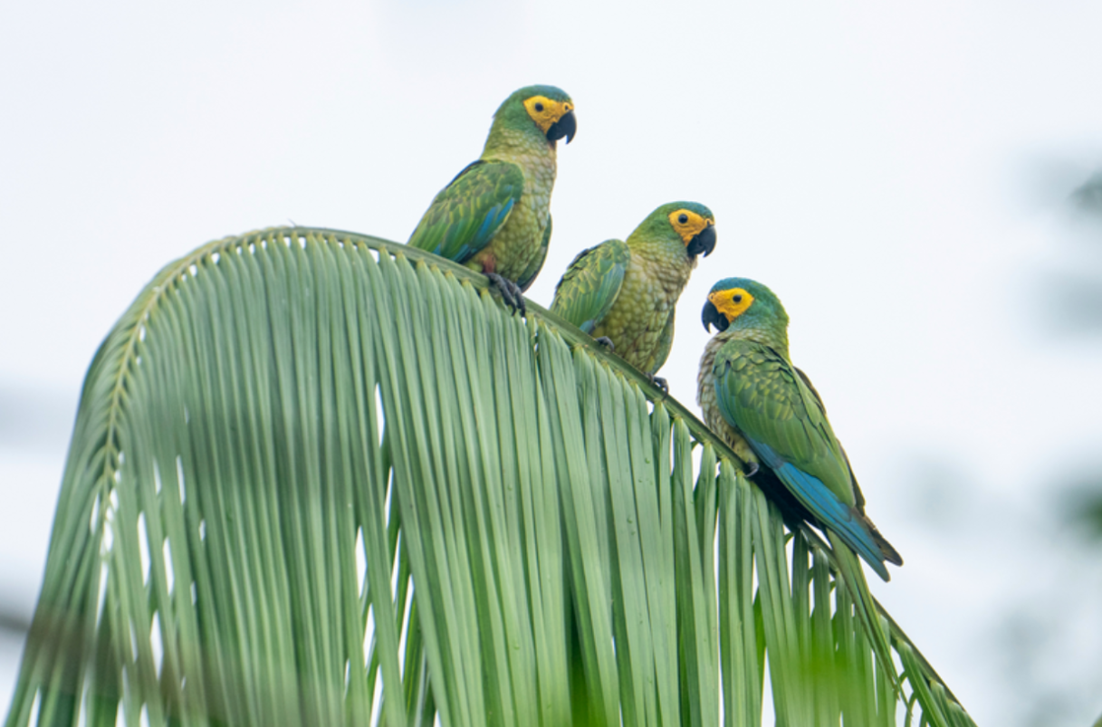 El guacamayo de vientre rojo que se alimenta de los frutos de la canangucha.