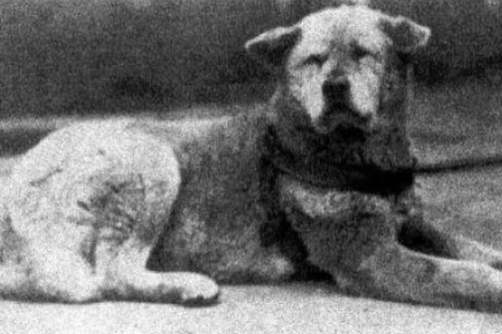 Se conmemoran 100 años de la historia de Hachiko, “el perro más fiel del mundo”