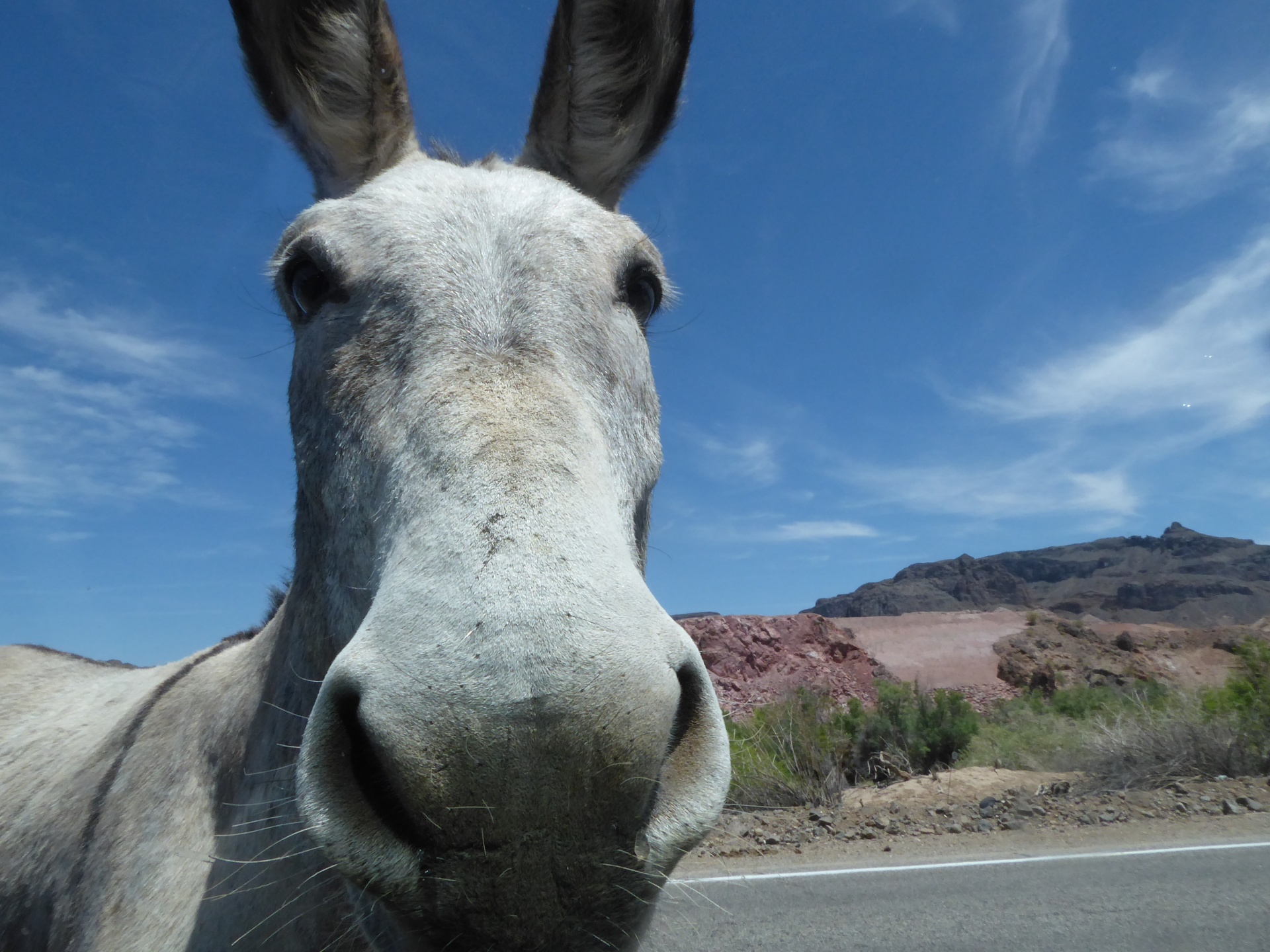 ¿Cómo se expandió el burro por la Tierra? Un análisis genómico tiene la respuesta