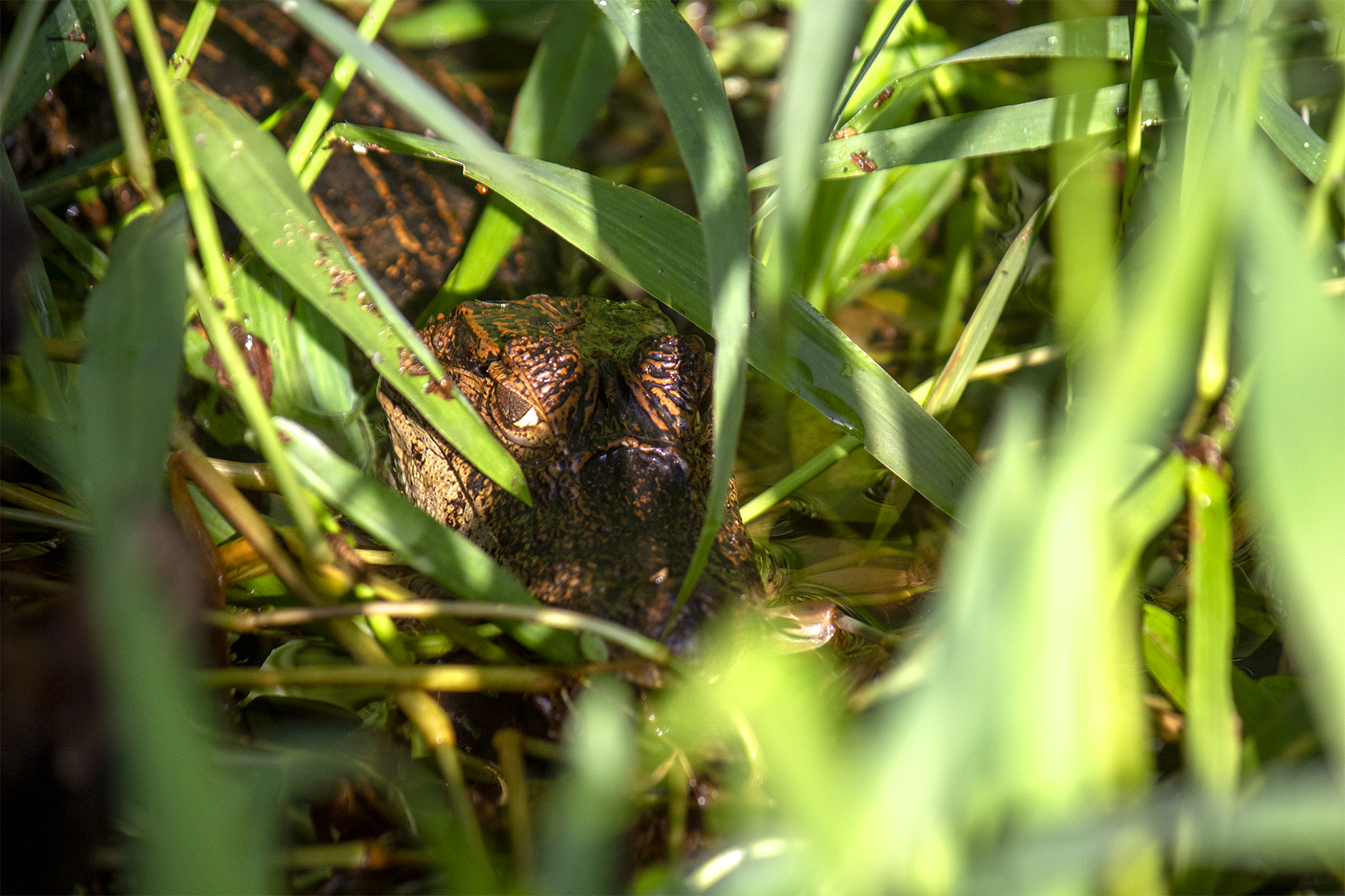 Caimán (Caiman crocodilus) 
Habita ríos de baja altitud en el Pacífico y el Caribe Norte. Es un regulador clave de poblaciones de peces y crustáceos. A pesar de su aspecto temible, en Costa Rica rara vez ataca humanos. Se le puede ver termorregulando con la boca abierta en las orillas de los ríos o en Tortuguero.