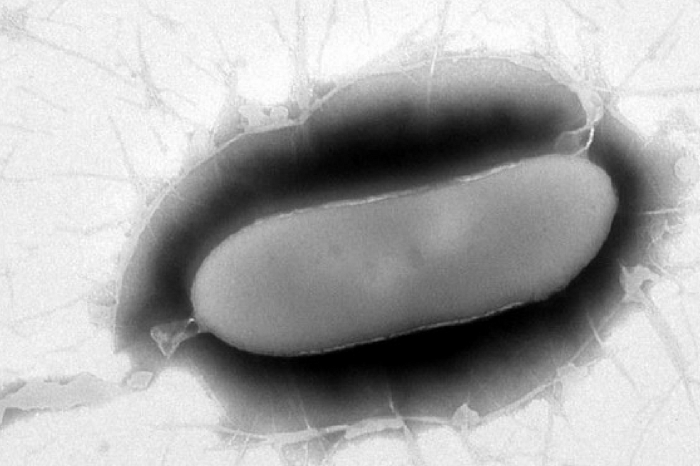 Descubren una nueva especie de bacteria en la Antártida
