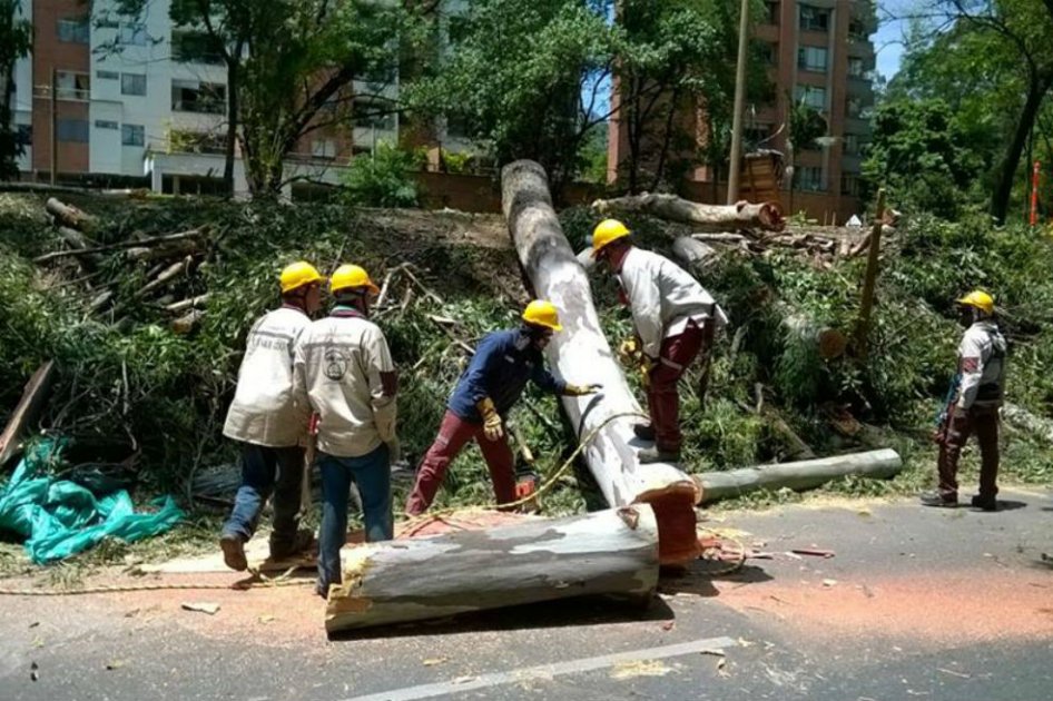 Polémica en Envigado por tala de un centenar de árboles para darle paso a una vía