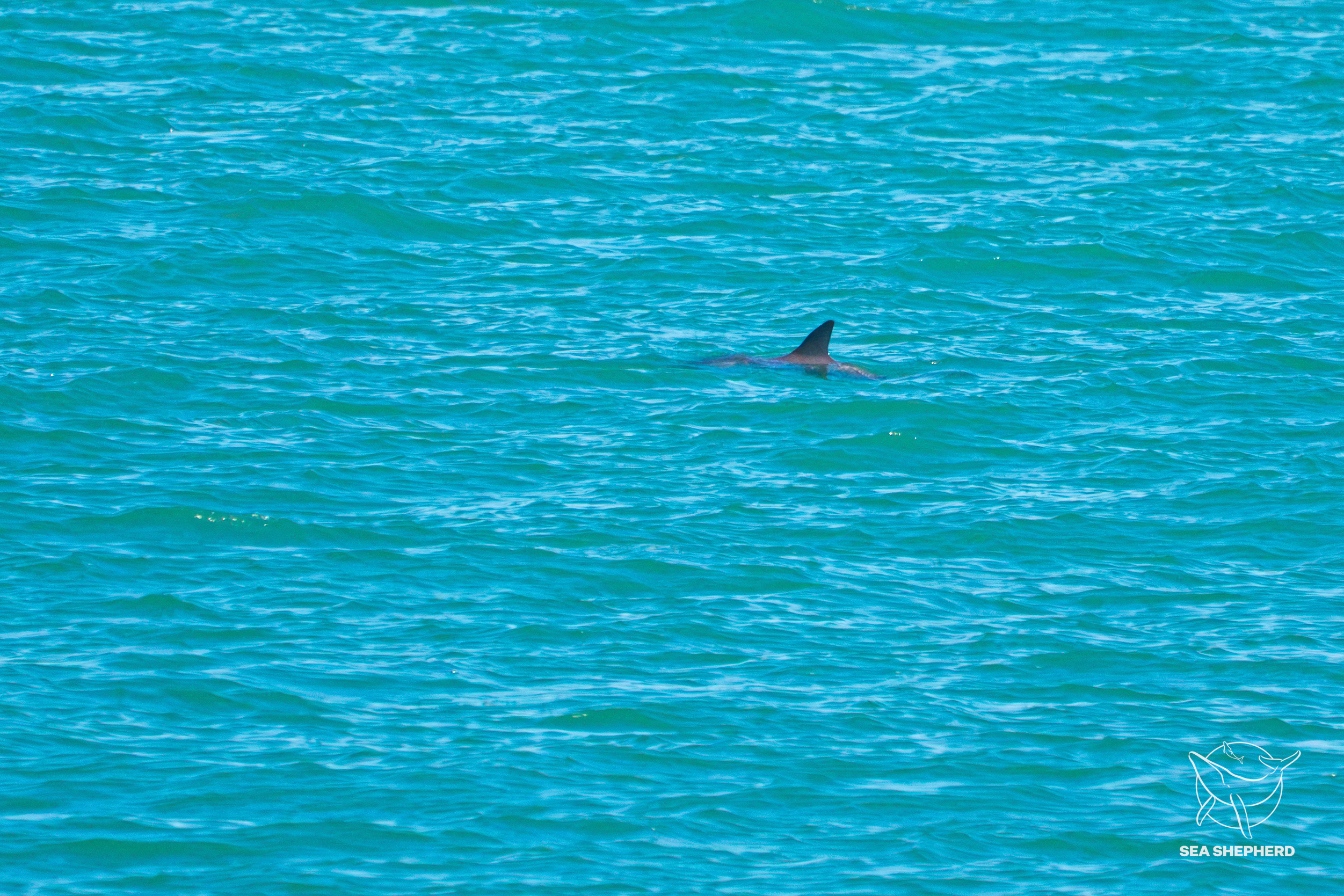vaquitas marinas, especie en peligro de extinción
