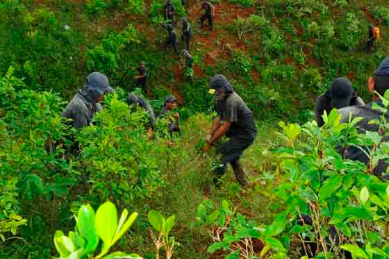 Colombia al frente de cultivos de coca, Perú y Bolivia lo siguen de cerca