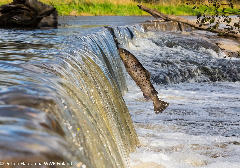 Los peces migratorios de agua dulce están desapareciendo