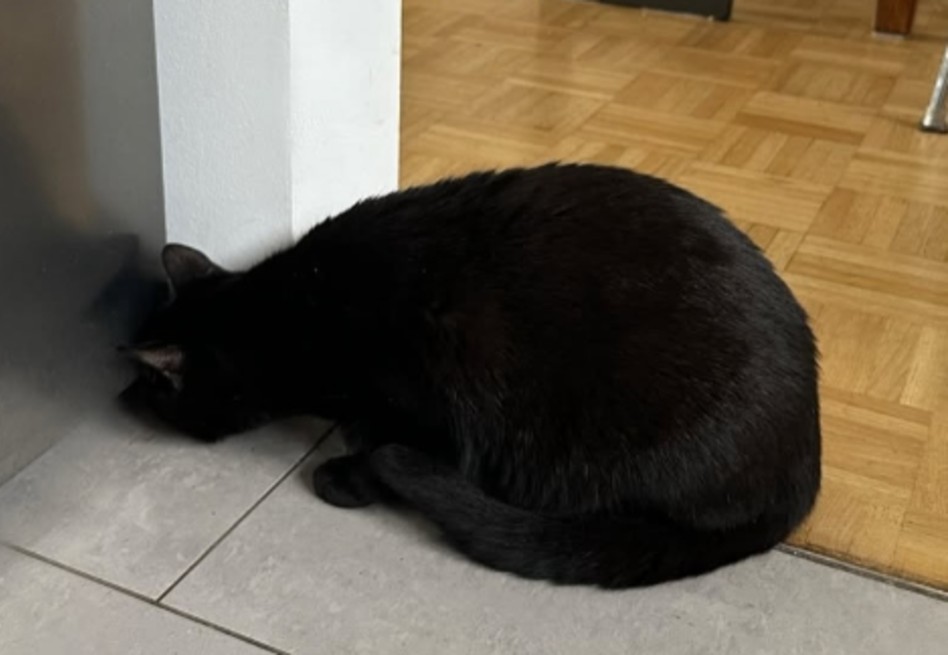 Sus gatos actuaban de forma extraña y esta fue la inesperada razón: se hizo viral