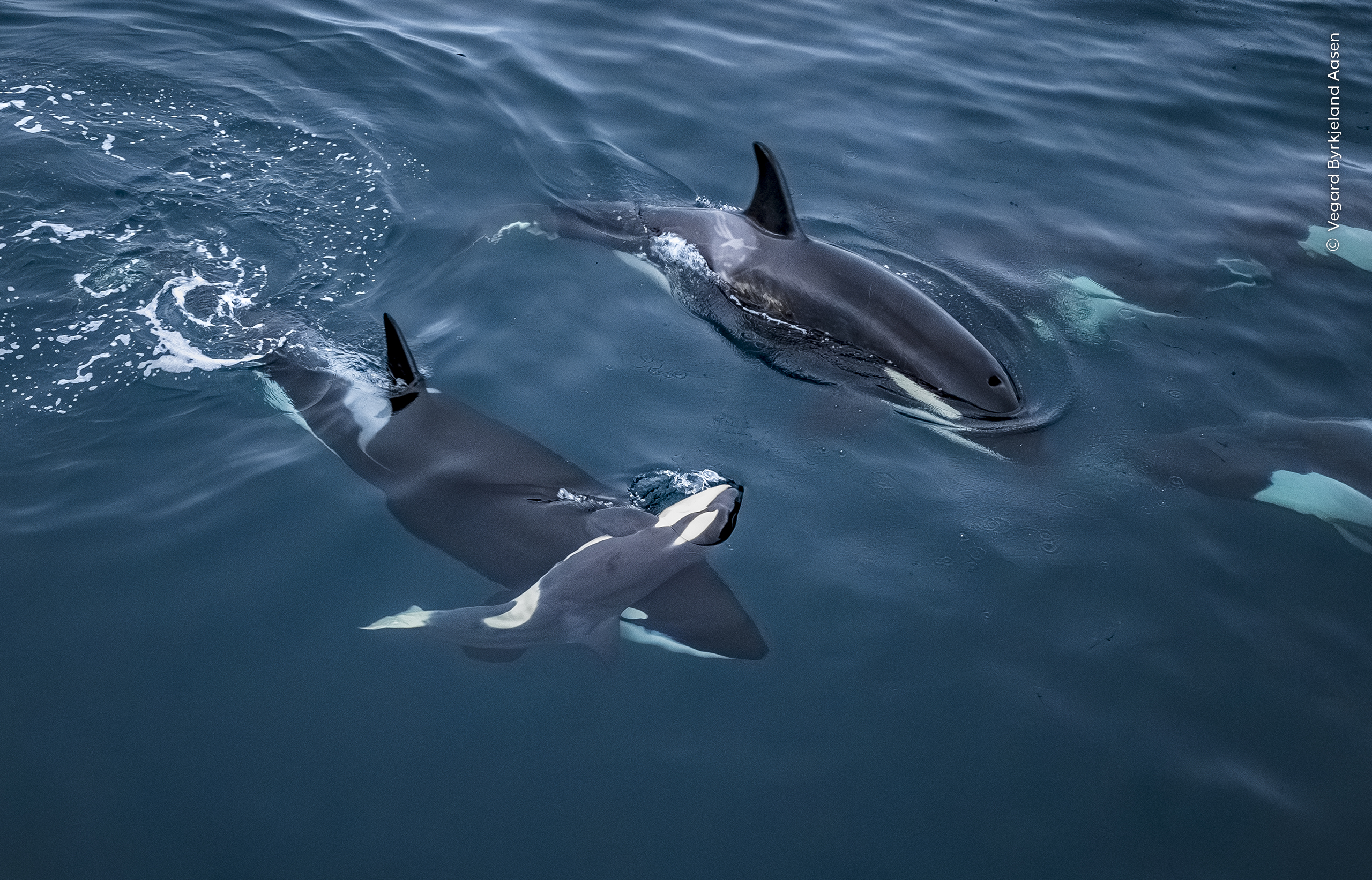 Mención especial, Comportamiento Mamíferos:

Vegard Byrkjeland Aasen (Noruega) observa a una orca adulta sosteniendo el cuerpo de una cría en las gélidas aguas de un fiordo noruego.
