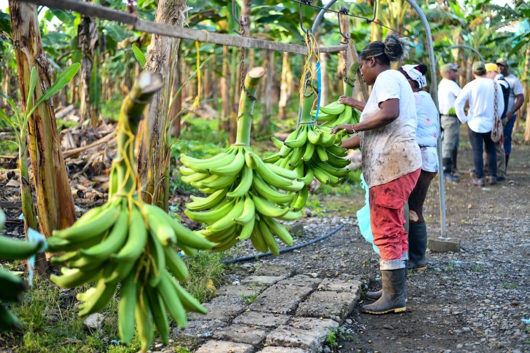 Éxito comprará productos agrícolas donde antes había cultivos ilícitos