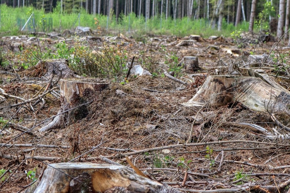 Suspenden resolución del Minambiente que modificaba normas para sustraer bosques