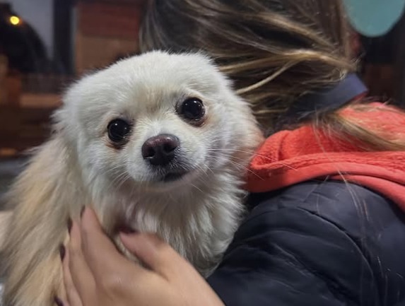 Vuelve y juega: ladrón fingió vender bolsas para robar una perrita de un local