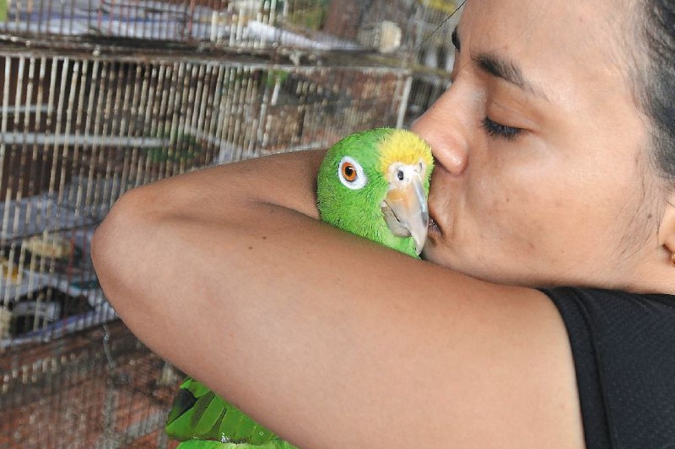 Los loros son una de las especies que más decomisan las autoridades ambientales durante la Semana Mayor en Colombia.