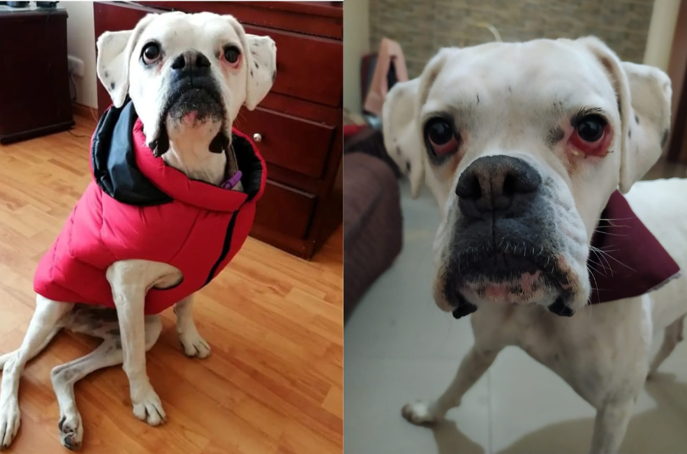 Buscan a perrita que se perdió en Bogotá: es ciega y de edad avanzada