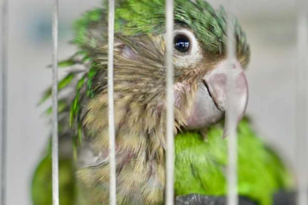 Por una Semana Santa distinta: así puede denunciar casos de tráfico ilegal de especies