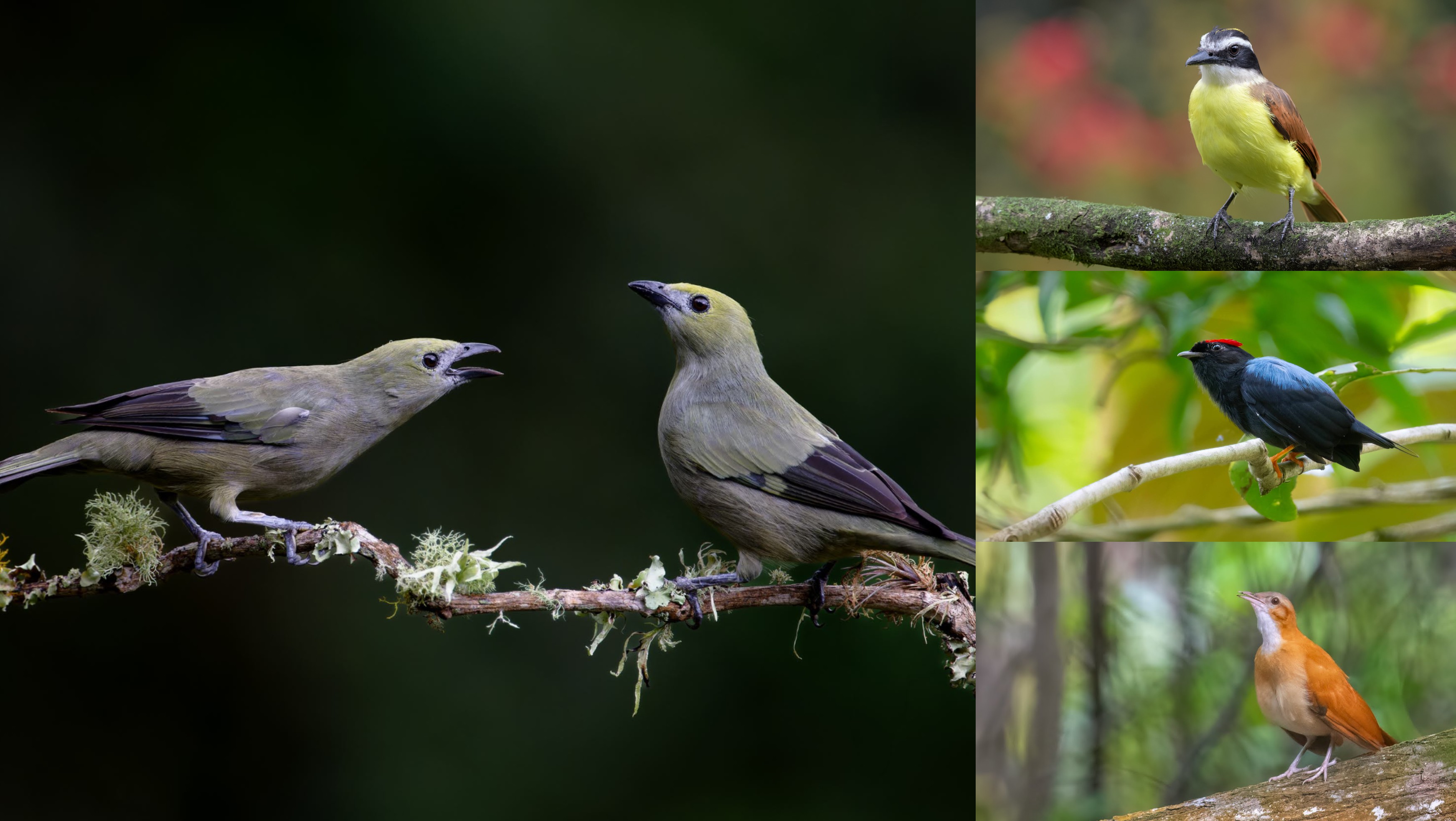 La apuesta por grabar el canto de las aves para darle vida a Macondo en Netflix