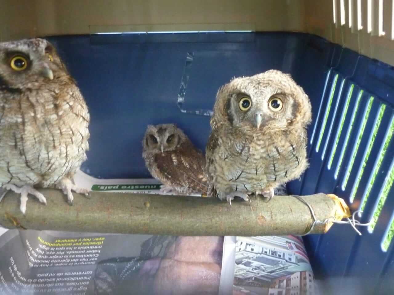 CAR llama a la comunidad a reportar la presencia de fauna silvestre en zonas habitadas