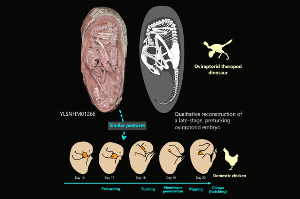 Características de un oviraptórido.