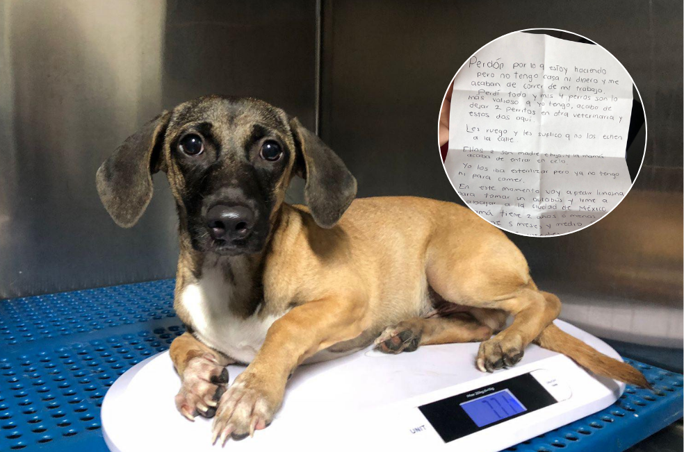 La emotiva carta que dejaron junto a dos perritos abandonados en una veterinaria